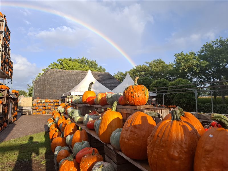 Pompoenboerderij de Jong in Barneveld