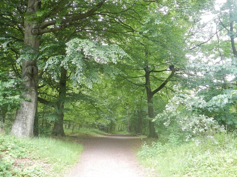 Mid Winter Wardlo Wandeltocht — natuur in Barneveld